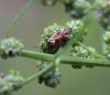 Lygus sp.